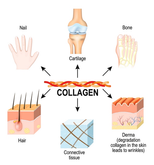collagen and his importance in a animation
