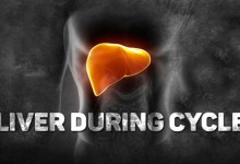 Liver during Cycle